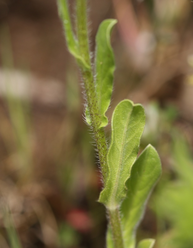 Campanula glomerata? no, Echium plantagineum